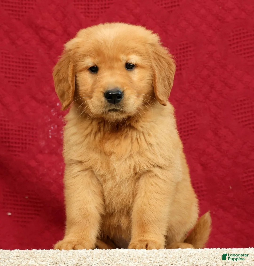 Golden Retriever dogs for sale: Quinn - Ad 2