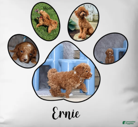 Havapoo dogs Ernie 💙 - Ad 7