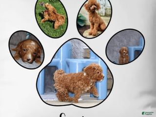 Havapoo dogs Ernie 💙 - Ad 7