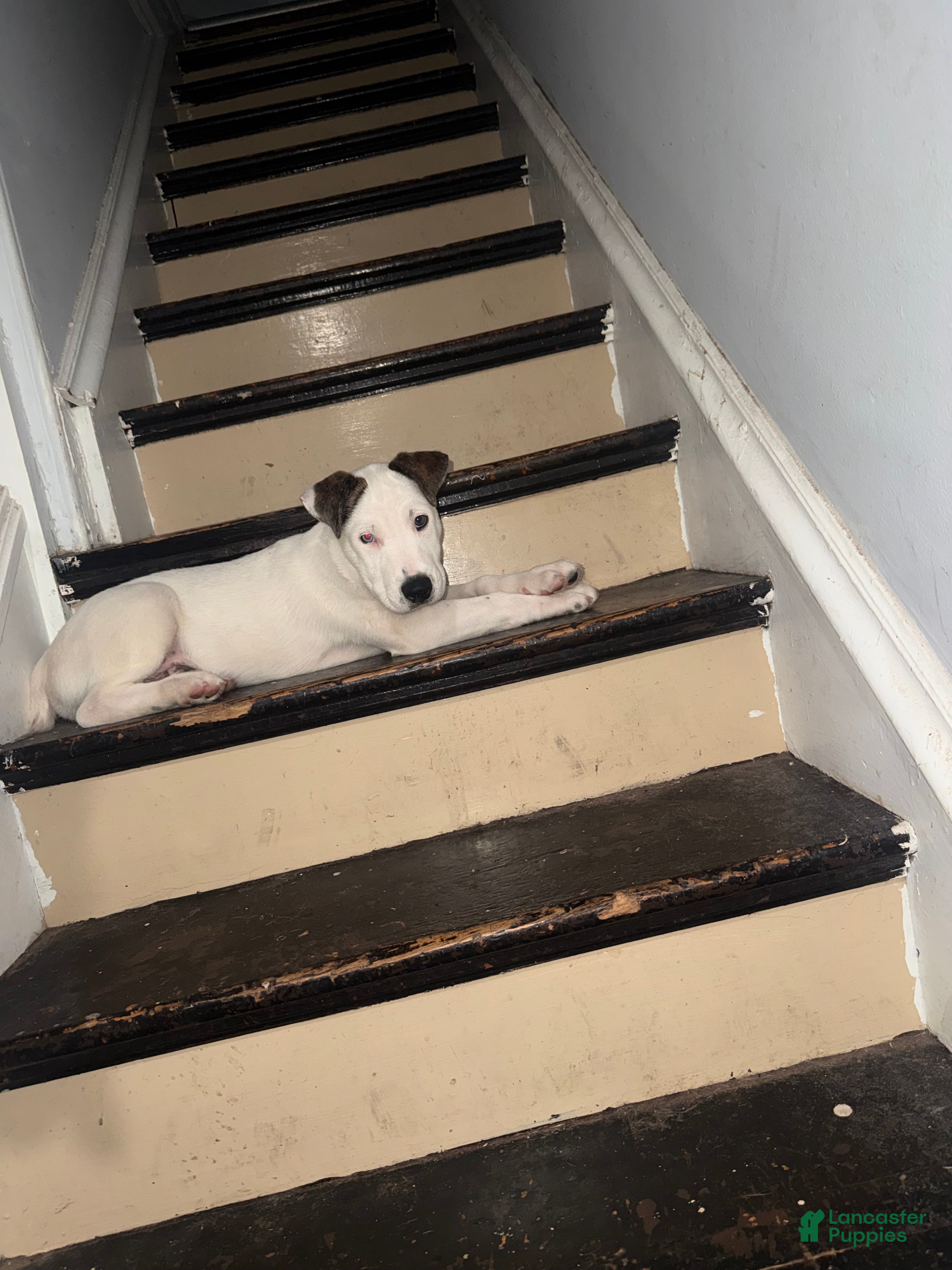 Mixed Breed dogs Pitsky - Ad 2