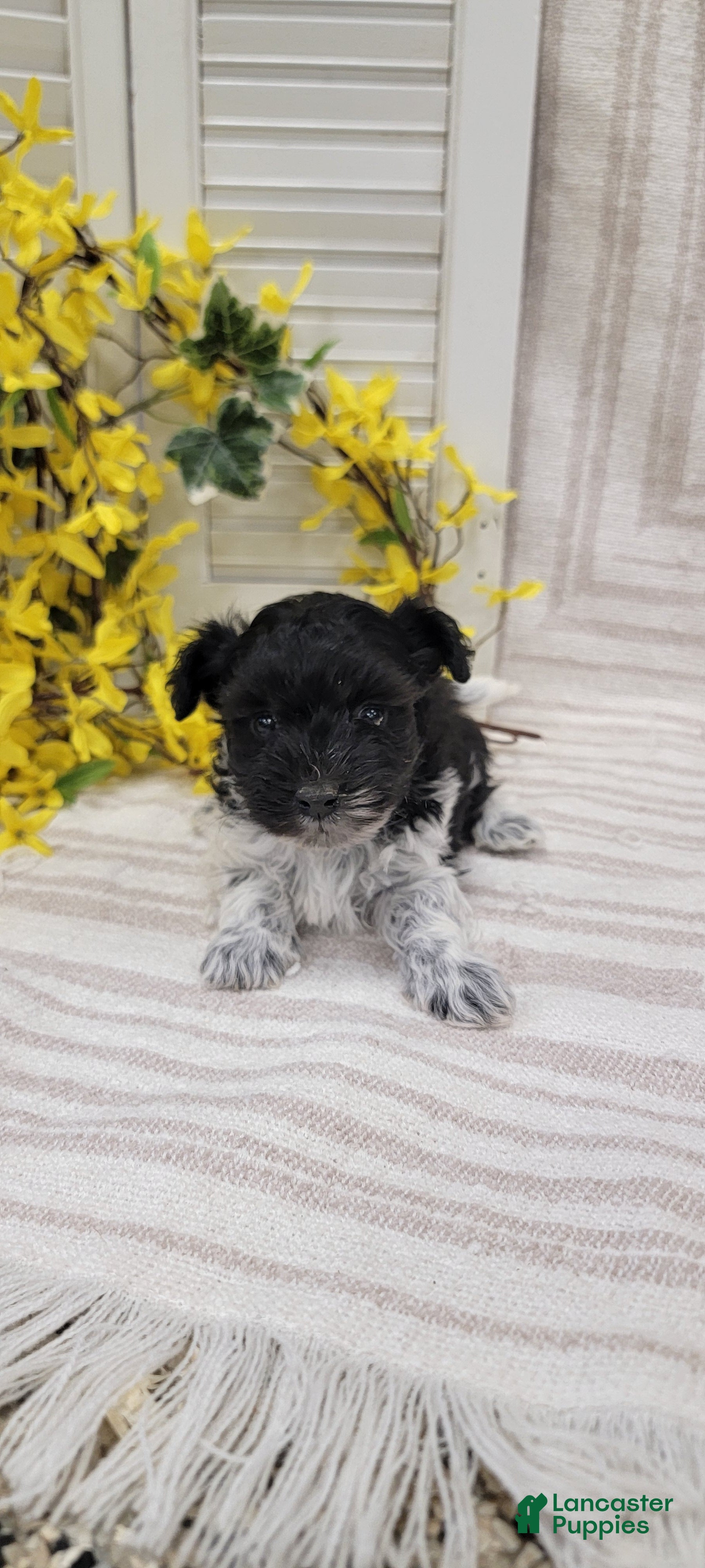 Yorkiepoo dogs Jet - Ad 2