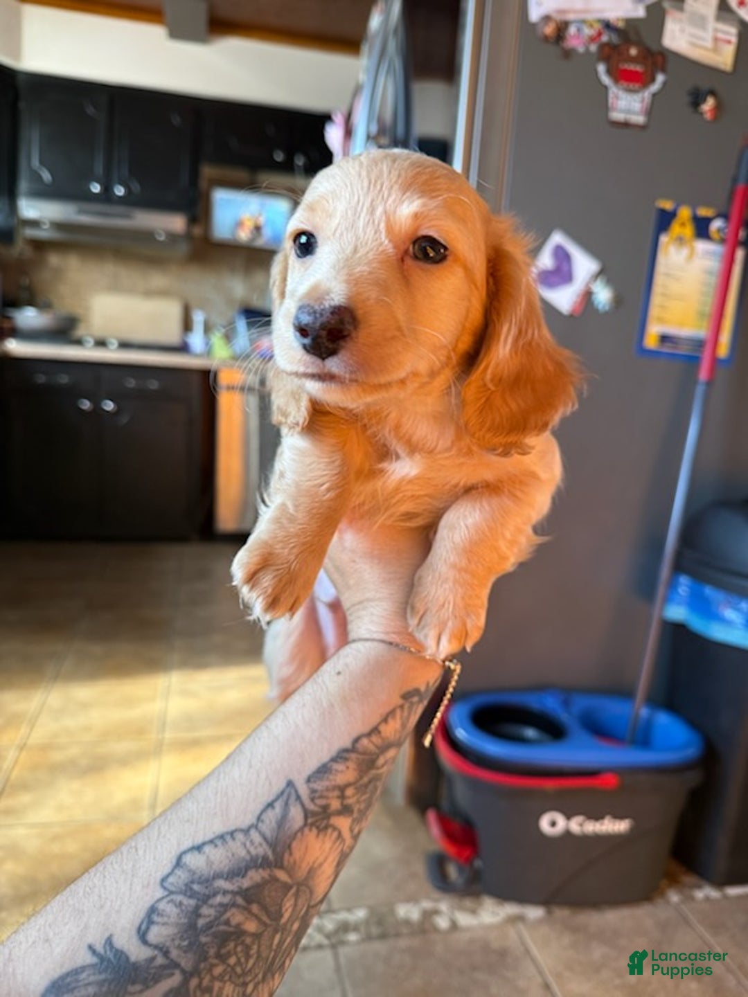 Miniature Dachshund dogs for sale: Niko - Ad 1