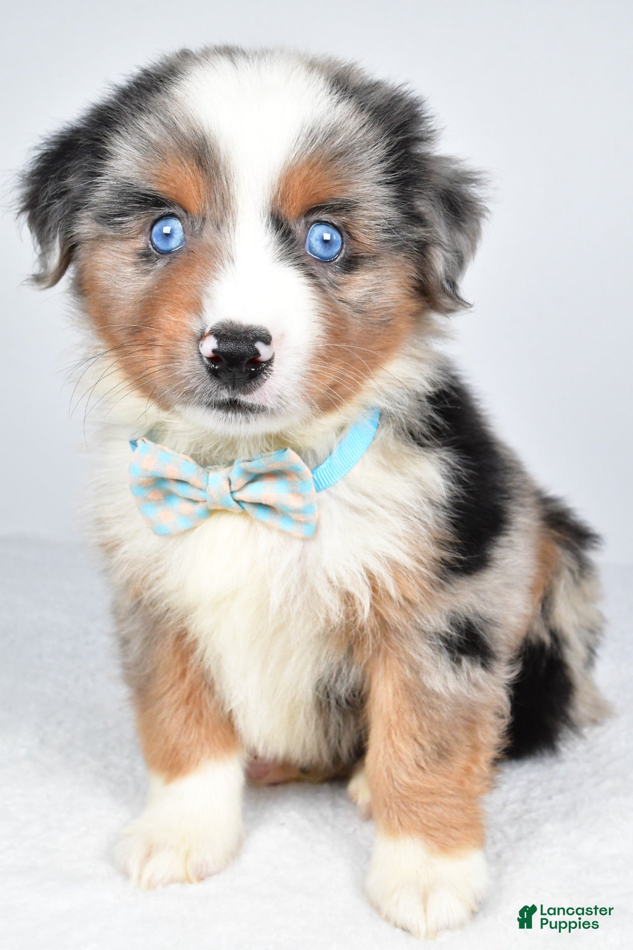 Miniature Australian Shepherd dogs Koen  - Ad 1