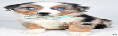 Koen 