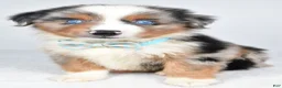 Miniature Australian Shepherd dogs for sale: Koen  - Ad 1