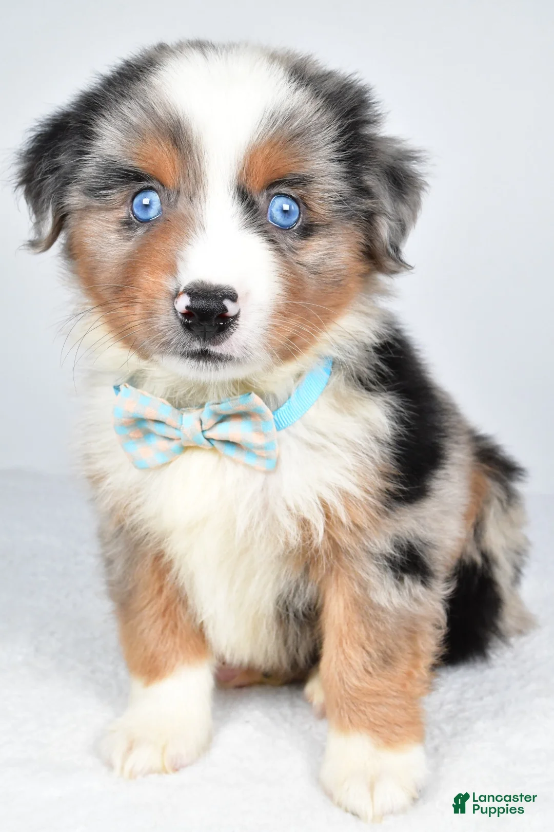 Miniature Australian Shepherd dogs for sale: Koen  - Ad 1