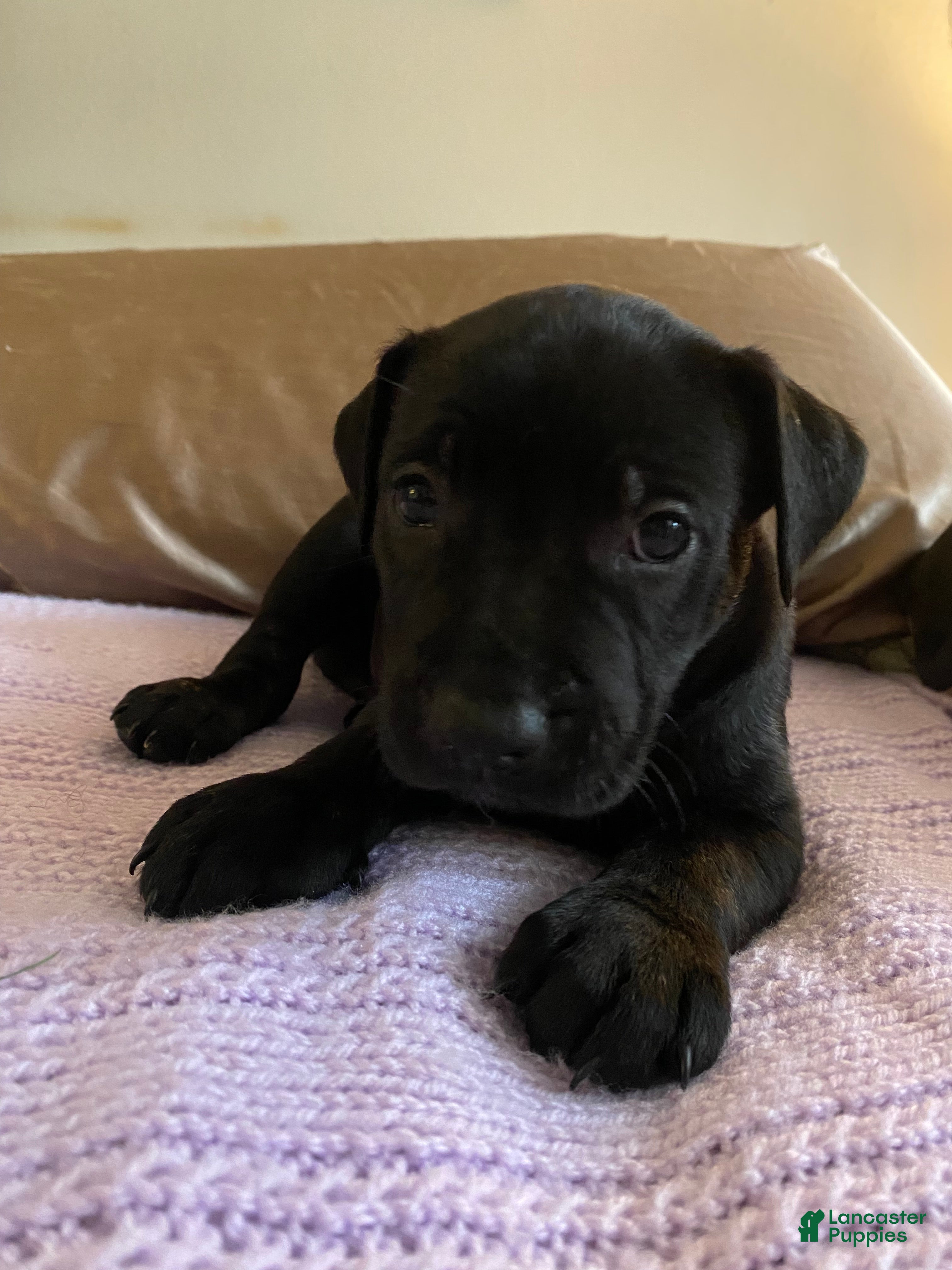 Mixed Breed dogs Milo - Ad 16