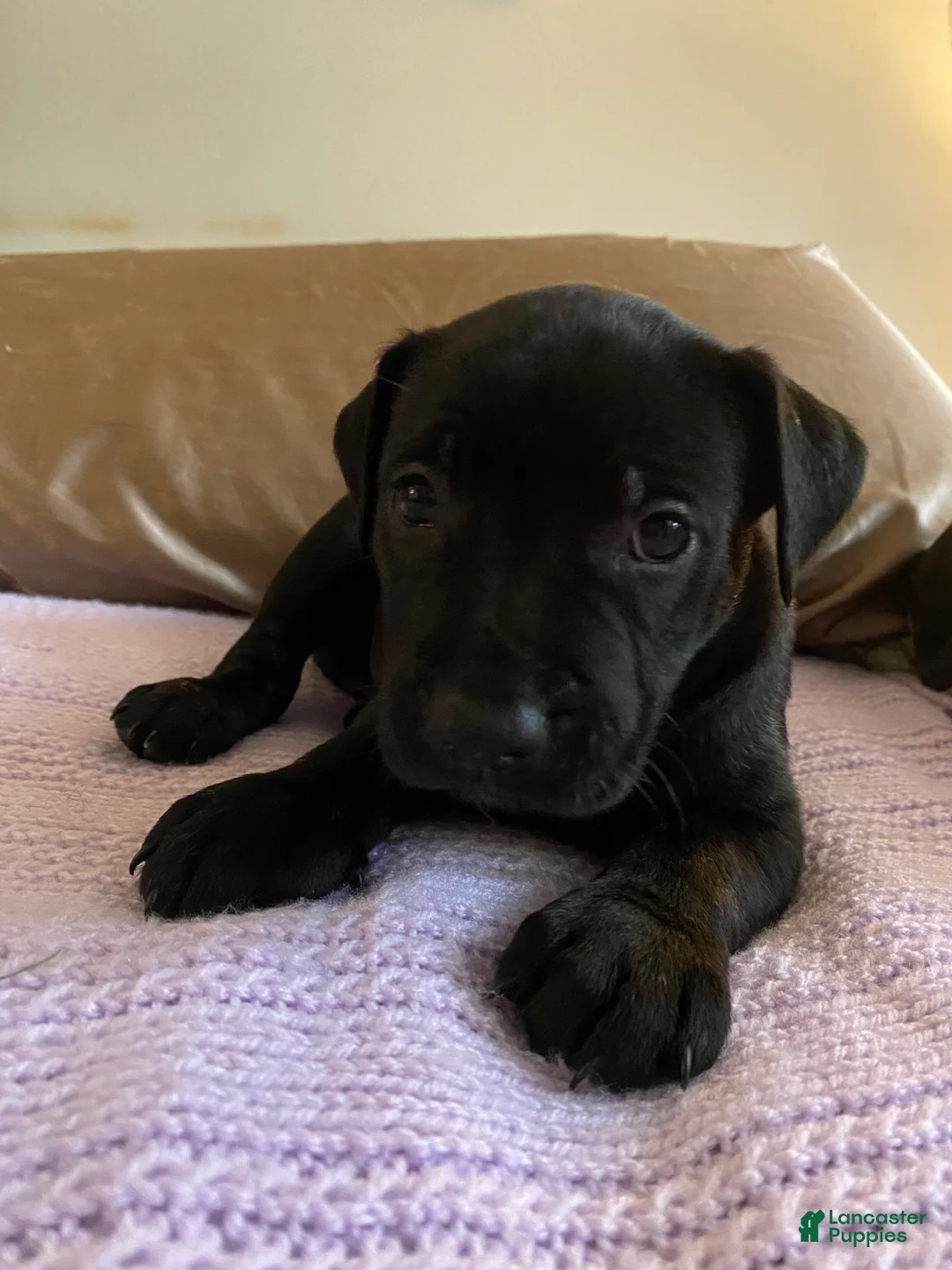 Mixed Breed dogs for sale: Milo - Ad 1