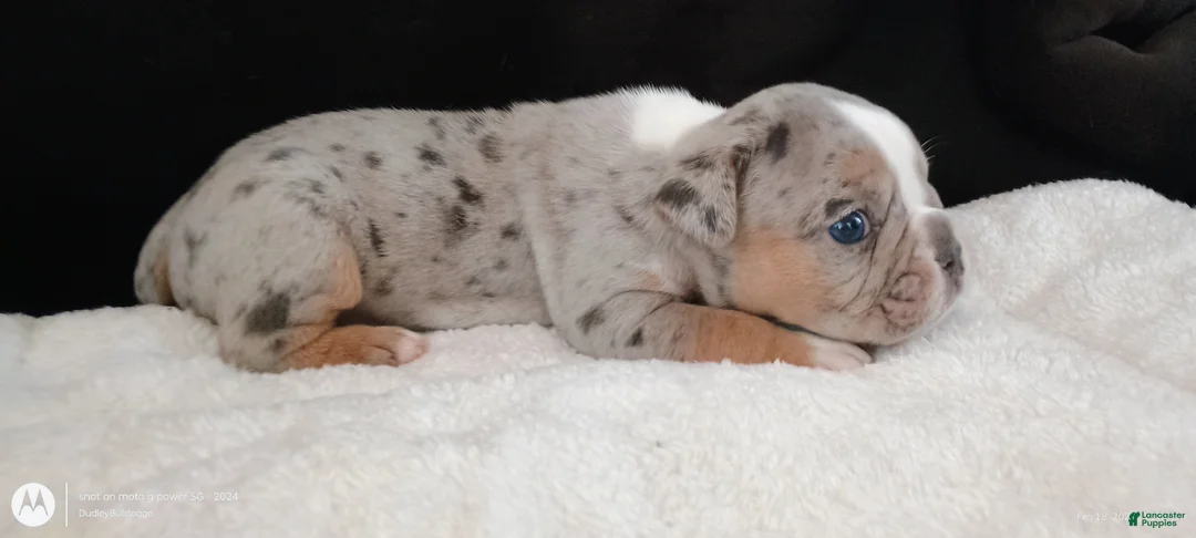 Olde English Bulldogge dogs for sale: Olde English Bulldogge Balder - Ad 3