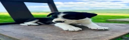 Border Collie dogs for sale: Sullivan - Ad 2
