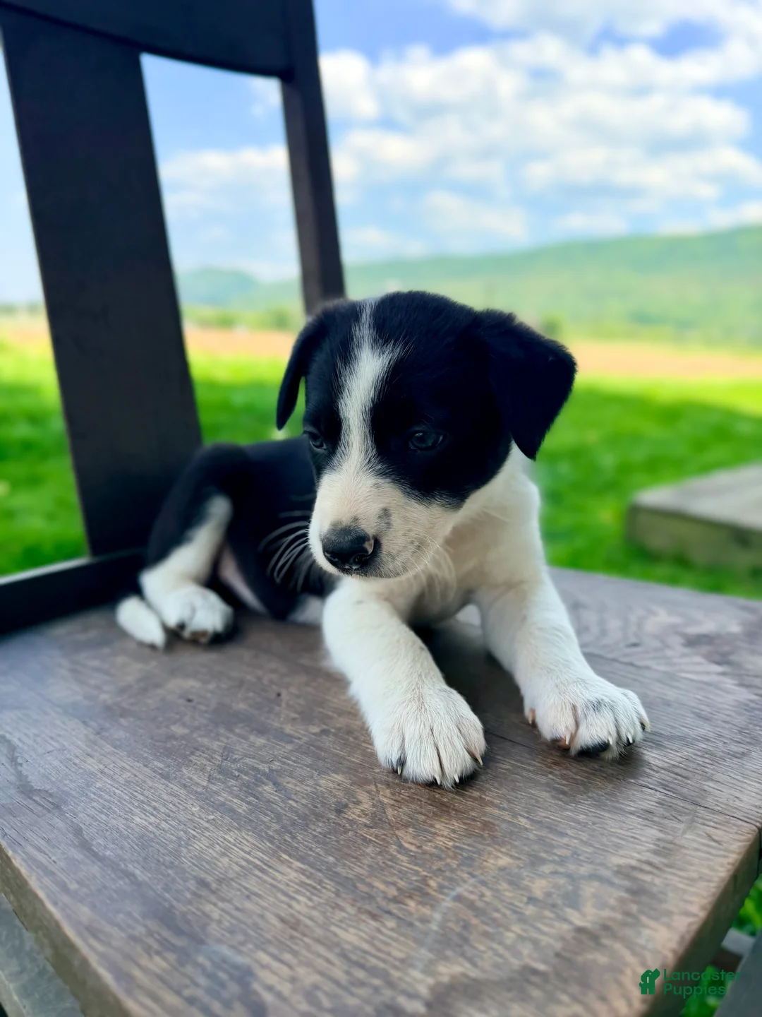 Border Collie dogs for sale: Sullivan - Ad 2