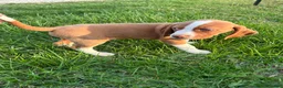 Beagle dogs for sale: Goose - Ad 5