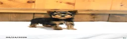 Yorkshire Terrier dogs for sale: Teacup Toby - Ad 2