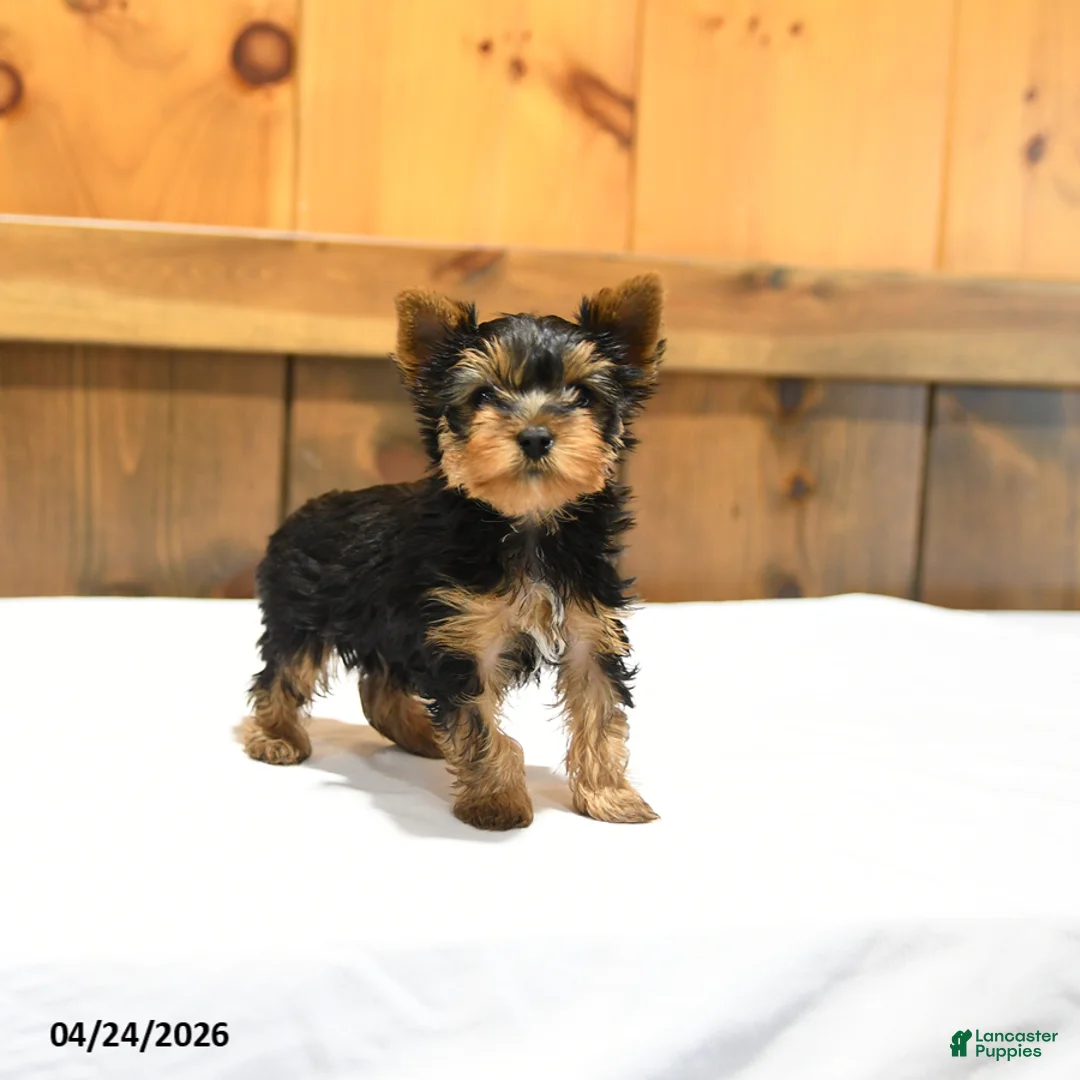Yorkshire Terrier dogs for sale: Teacup Toby - Ad 2