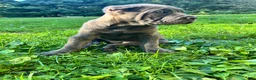 Cane Corso dogs for sale: Cane Corso 1 - Ad 3