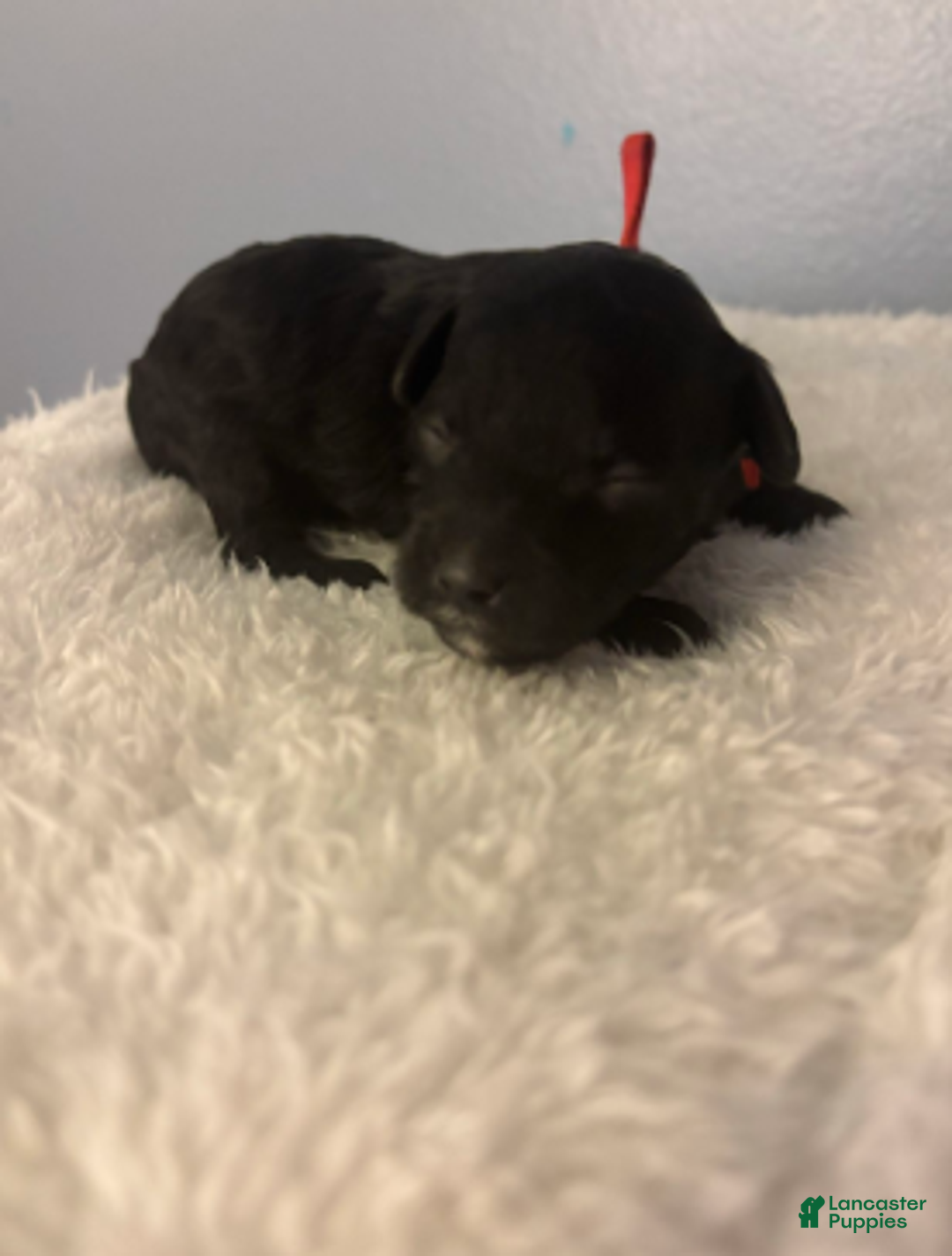 Cavapoo dogs for sale: Holly - Ad 6