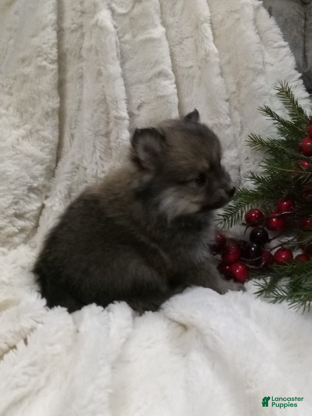 Pomeranian dogs for sale: Chase - Ad 3