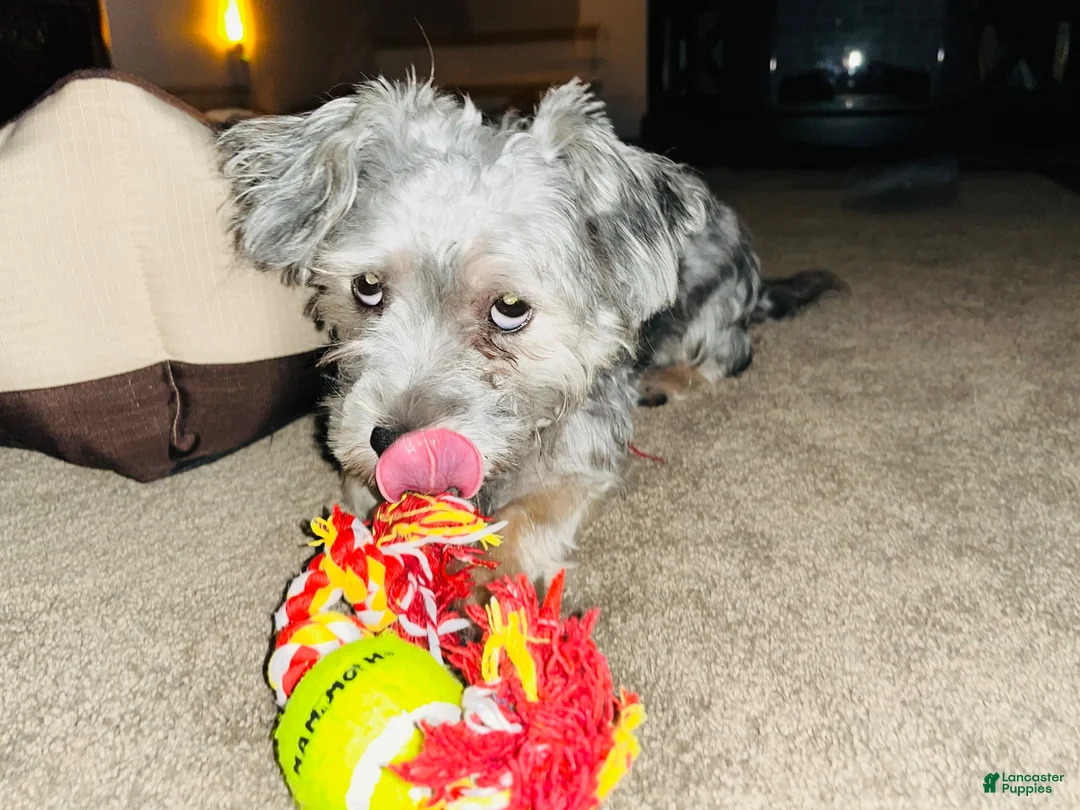 Mixed Breed dogs for sale: Mixed Breed 1 - Ad 2