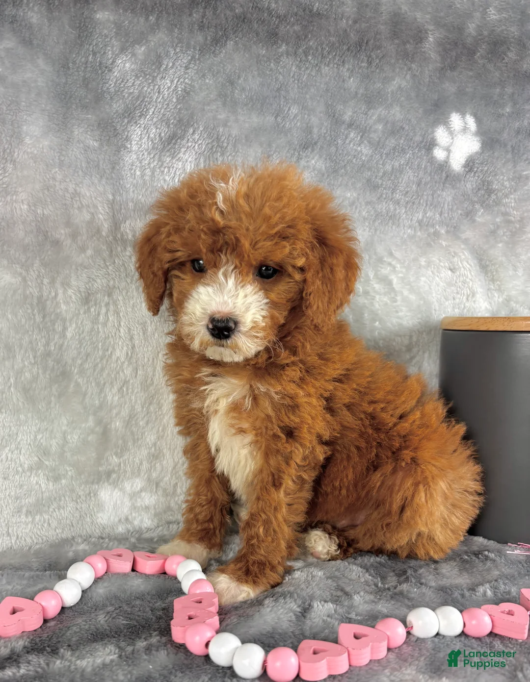 Mini Goldendoodle dogs for sale: Mini Goldendoodle Puppy 4 - Ad 7