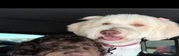 Labradoodle dogs for sale: MItch - Ad 4