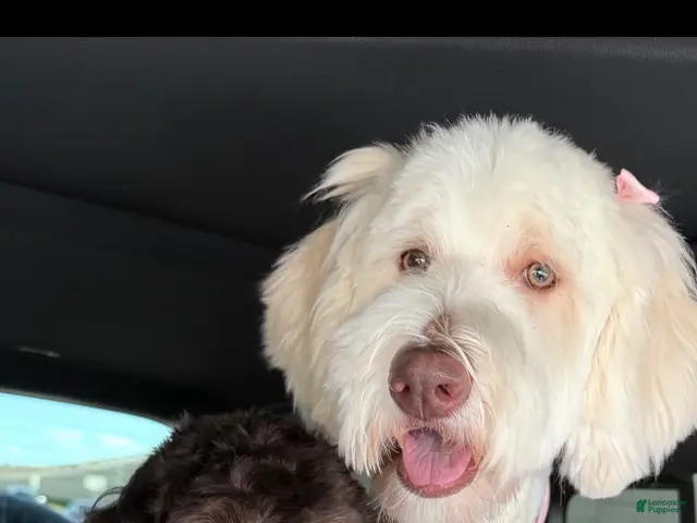 Labradoodle dogs for sale: Milo - Ad 2