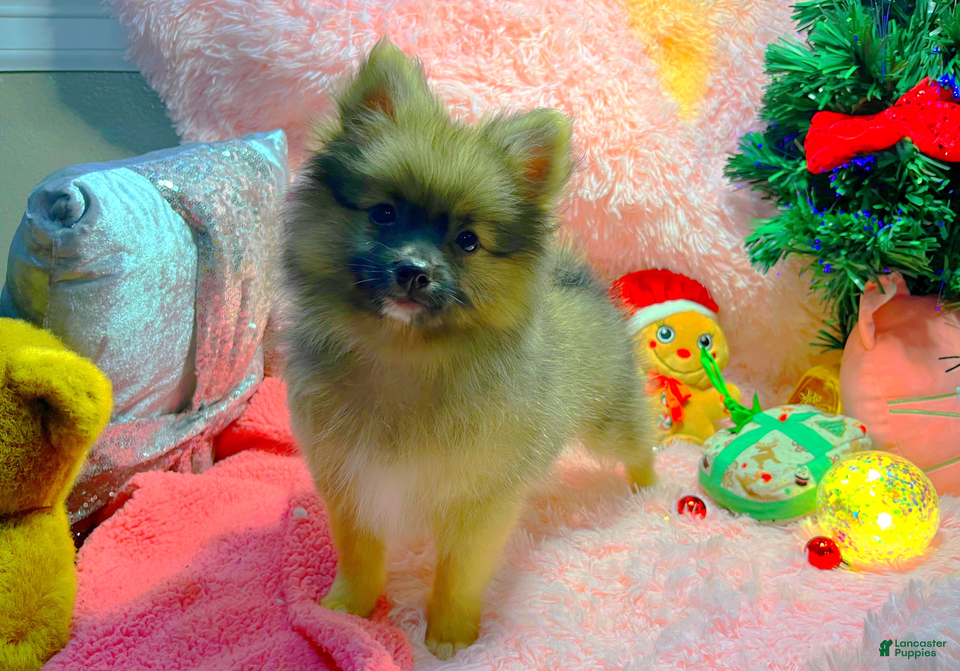 Pomeranian dogs Carol  - Ad 3