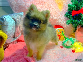 Pomeranian dogs Carol - Ad 3