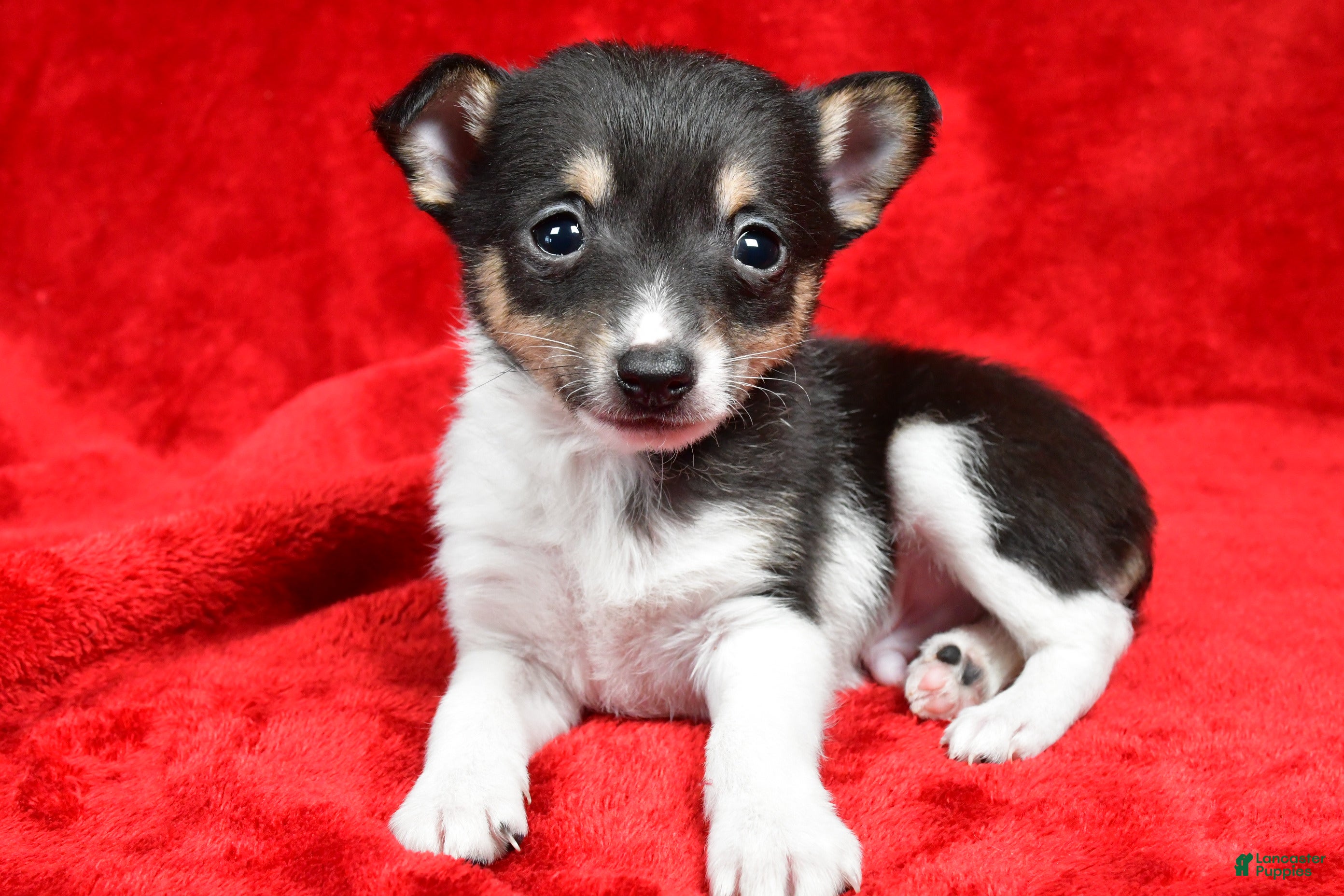 Toy Fox Terrier dogs Ollie - Ad 2
