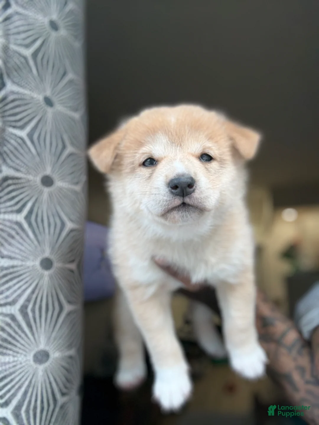 Shiba Inu dogs for sale: Chanel - Ad 1