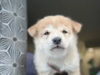 Shiba Inu dogs for sale: Chanel - Ad 2