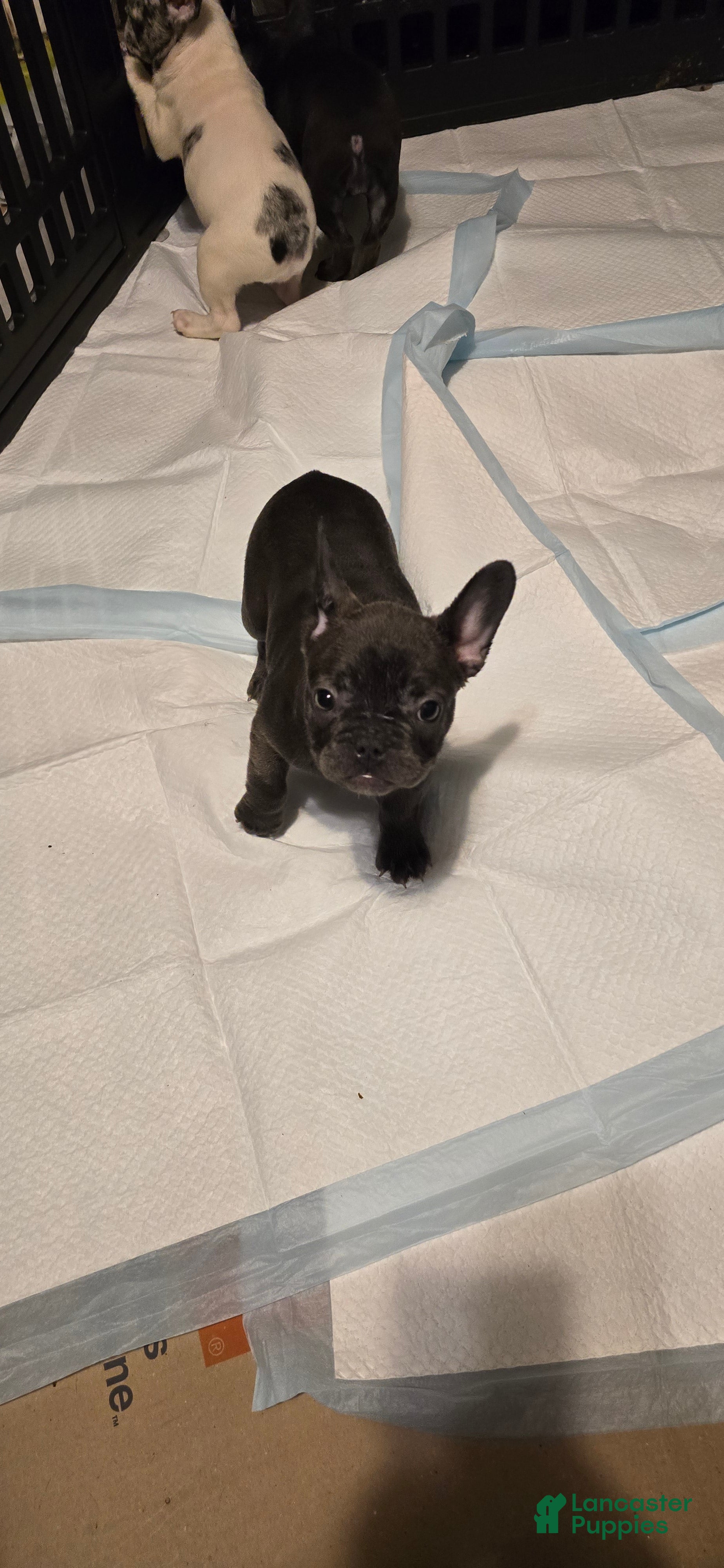 French Bulldog dogs French Bulldog Puppy 4 - Ad 36