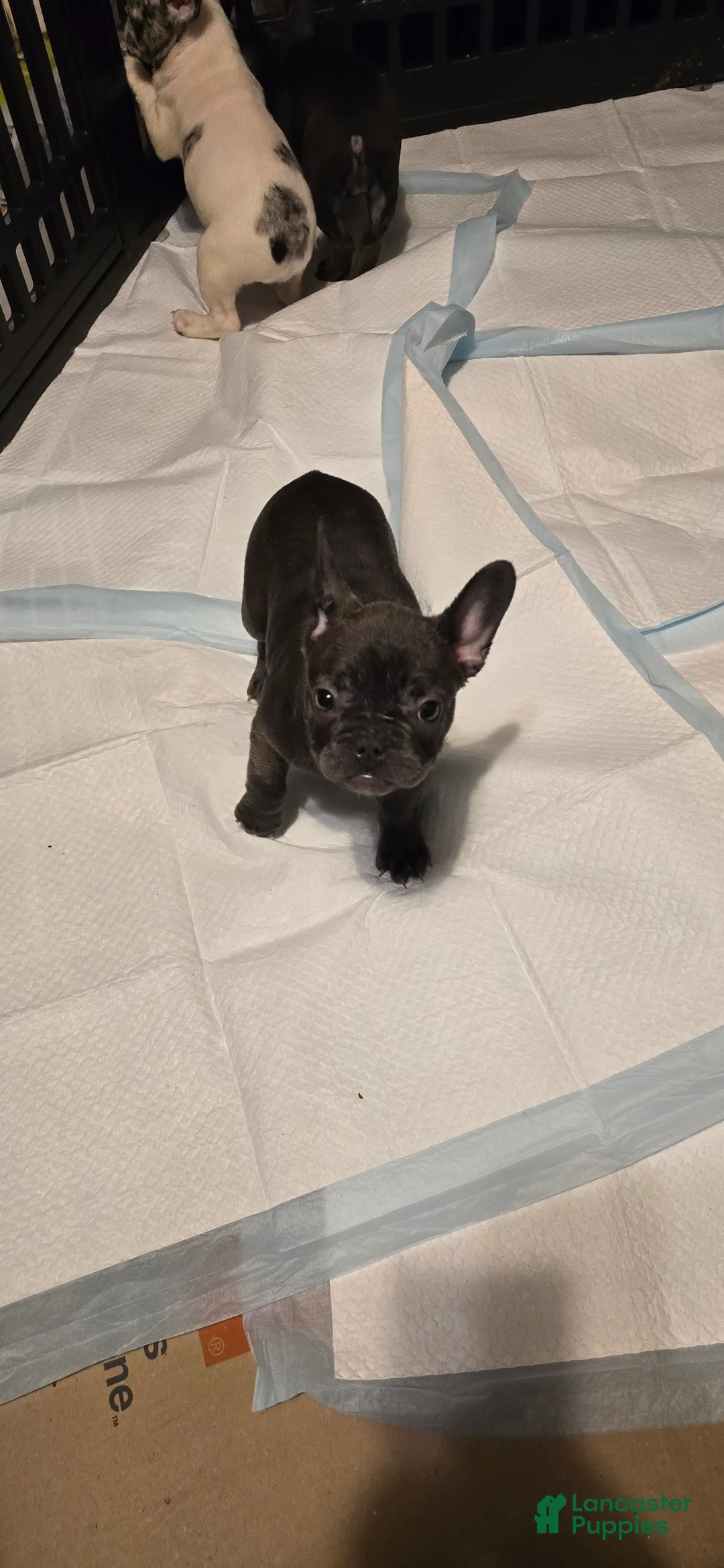 French Bulldog dogs for sale: French Bulldog Puppy 4 - Ad 1