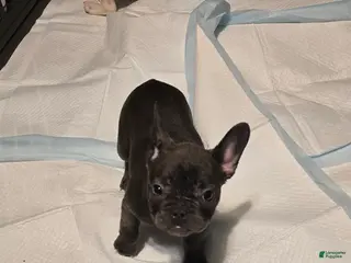 French Bulldog dogs French Bulldog Puppy 4 - Ad 36