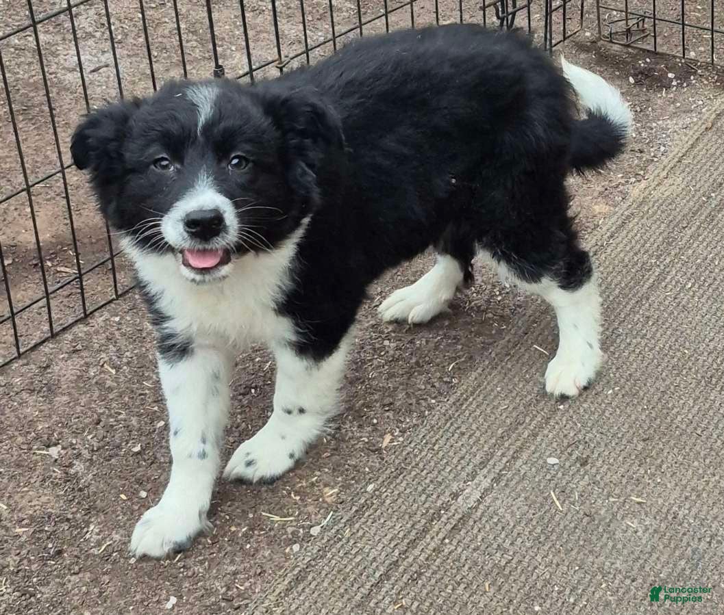 Mixed Breed dogs Buttons  - Ad 19