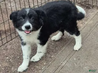 Mixed Breed dogs Buttons - Ad 19