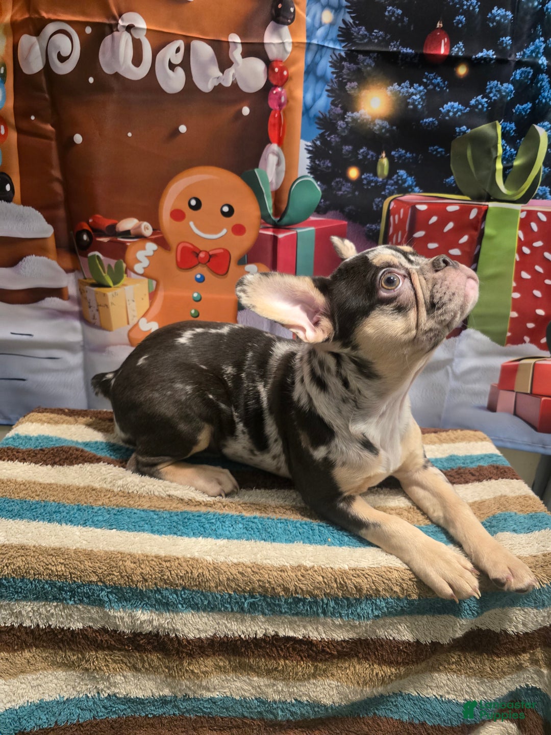 French Bulldog dogs for sale: French Bulldog Puppy 1 - Ad 2