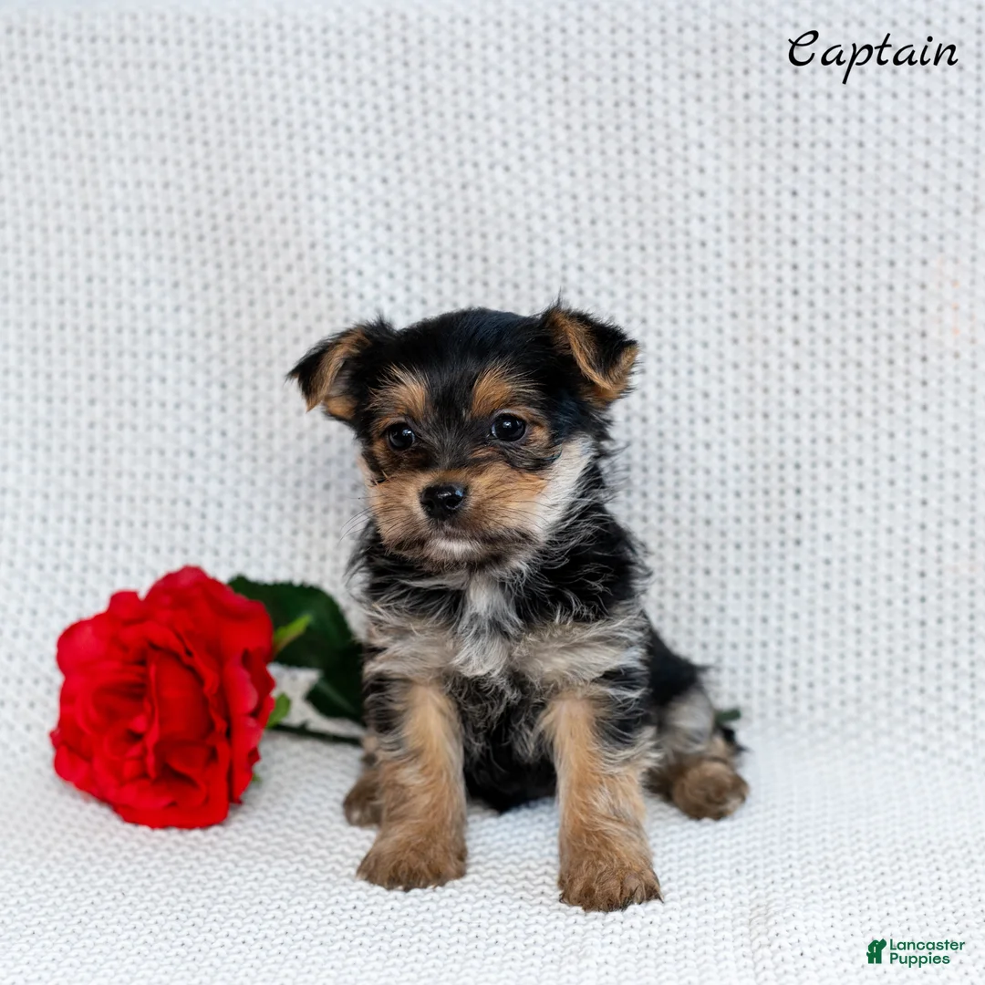 Morkie dogs for sale: Captain  - Ad 2