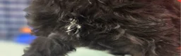 Cavapoo dogs for sale: Trigger - Ad 12