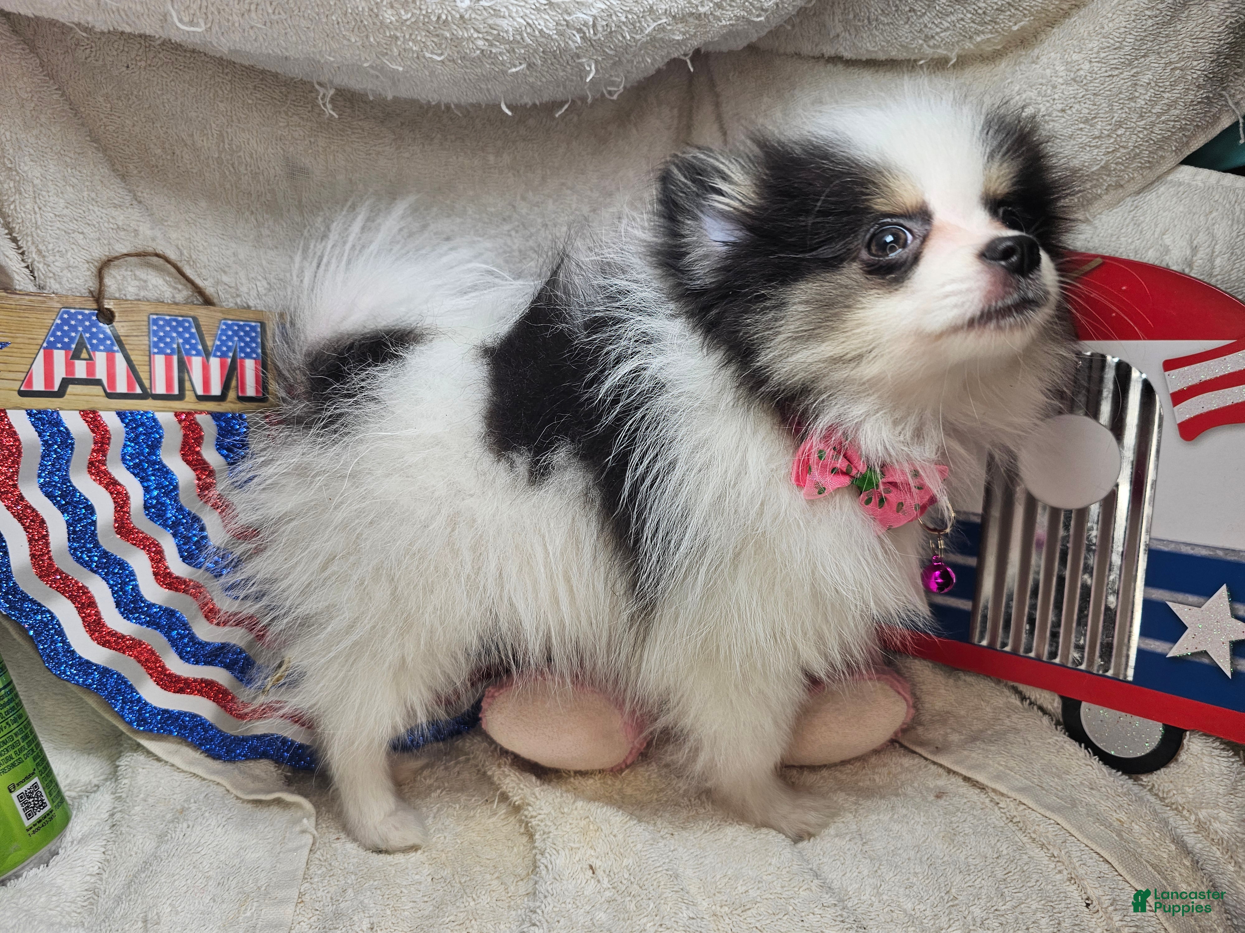 Pomeranian dogs Iryss the Princess [ 5 lb Party] - Ad 32