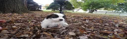 Saint Bernard dogs for sale: Duke - Ad 1