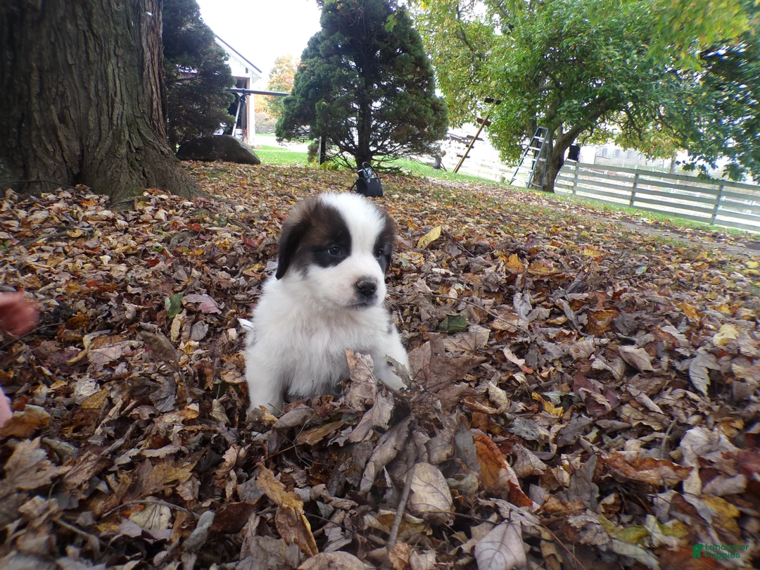 Saint Bernard dogs for sale: Duke - Ad 1