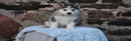 Alaskan Malamute dogs for sale: Yukon - Ad 1