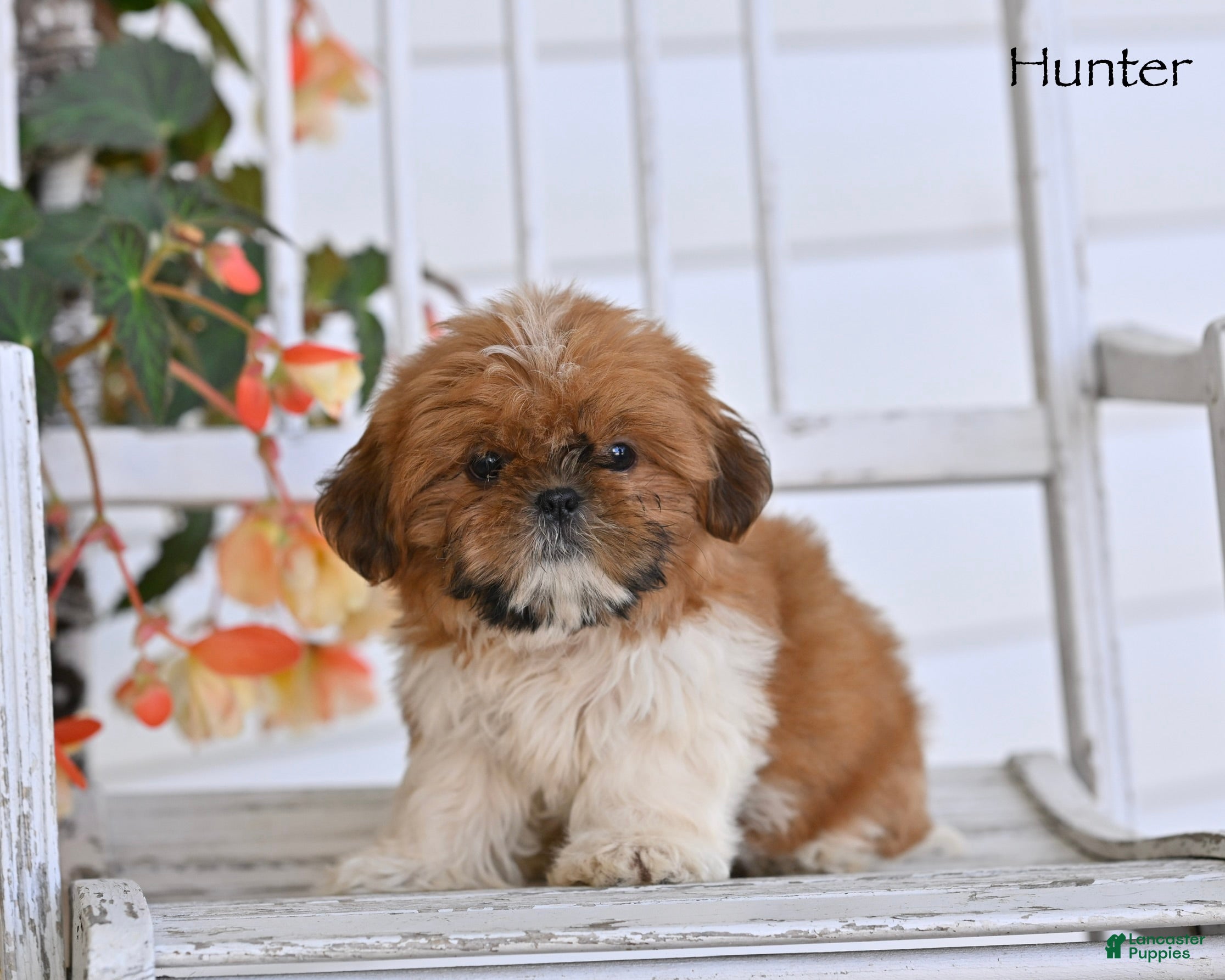 Shih Tzu dogs Hunter - Ad 2