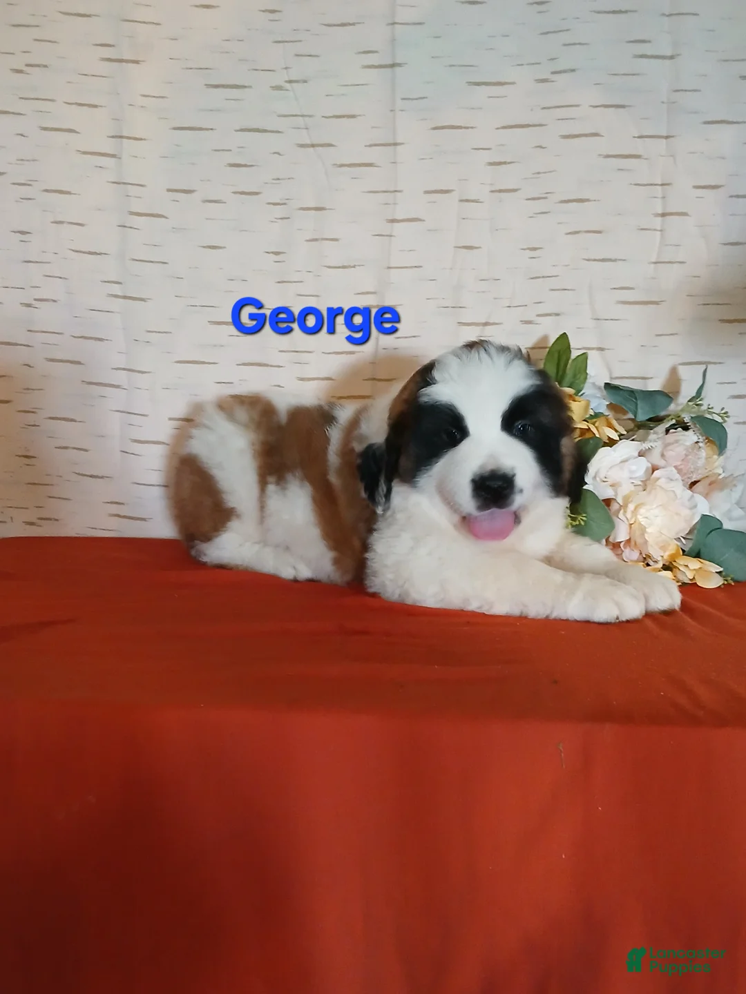 Saint Bernard dogs for sale: George  - Ad 1