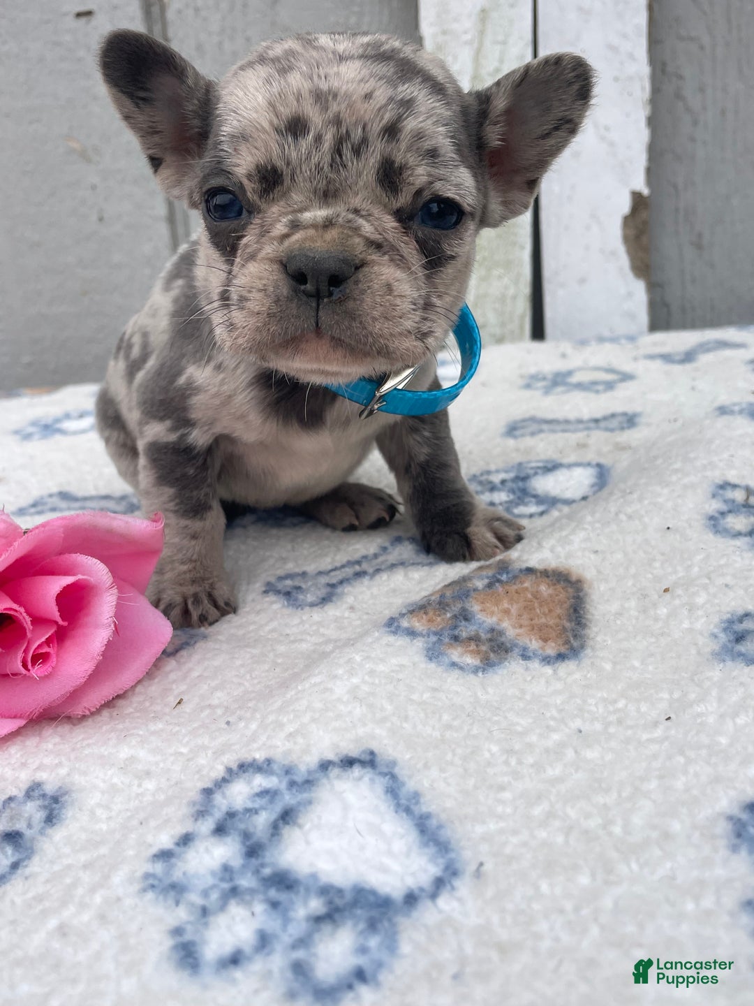 French Bulldog dogs for sale: Glory - Ad 3