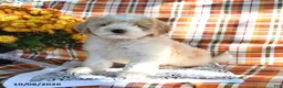 Mini Goldendoodle dogs for sale: Abel - Ad 1