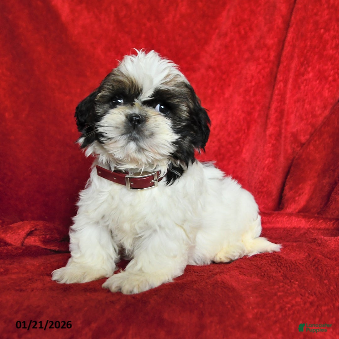 Lhasa Apso dogs for sale: Lucy - Ad 2