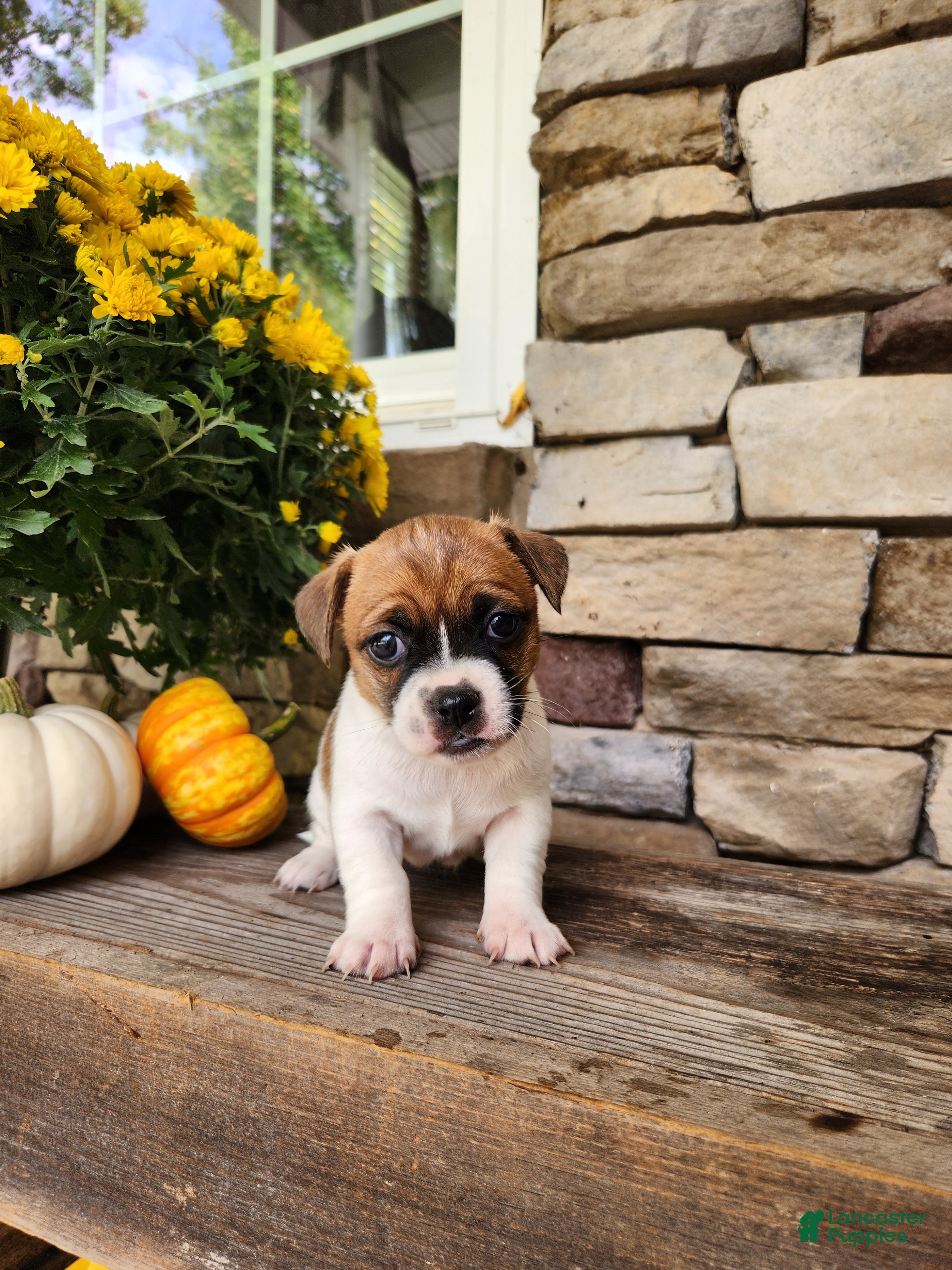 Rat Terrier dogs for sale: Lily - Ad 10