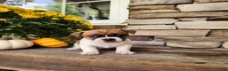 Rat Terrier dogs for sale: Lily - Ad 1