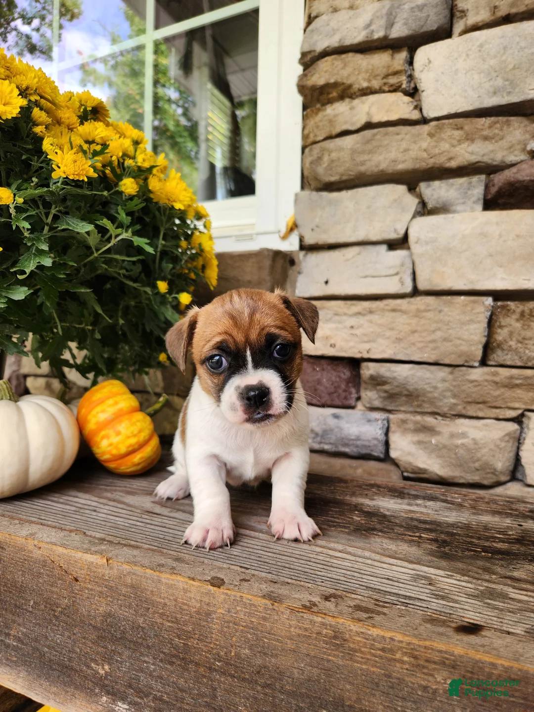 Rat Terrier dogs for sale: Lily - Ad 1